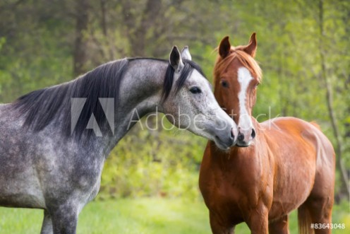 Picture of Beautiful red and grey colour arabian horse couple in love